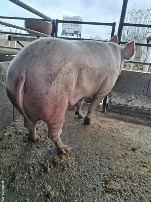 de vânzare scroafă 280 kg rasă marele alb ofer transport gratuit  - imagine 2