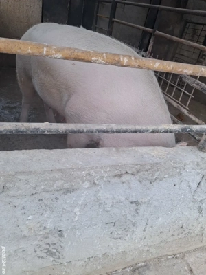 de vânzare scroafă 260..270 kg rasă marele alb ofer transport gratuit  - imagine 2