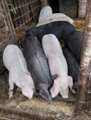 Purcei de vanzare - imagine 1