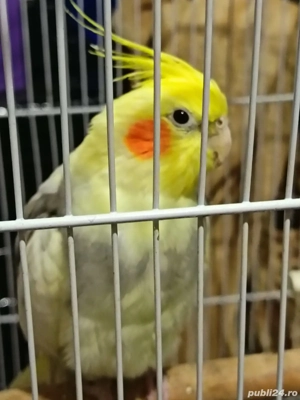 vind nimfa vârsta de 2ani