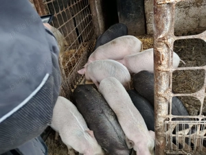 Purcei de vanzare - imagine 2