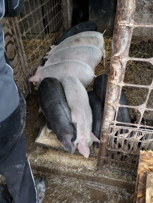 Purcei de vanzare - imagine 4