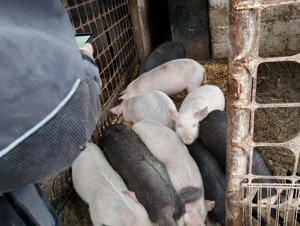 Purcei de vanzare - imagine 3