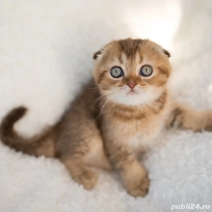 Pisici rasa SCOTTISH FOLD din felisa autorizată  - imagine 5