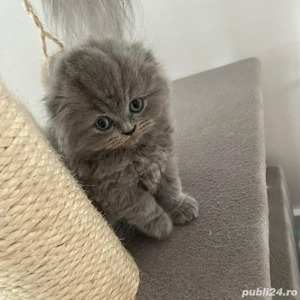Pisici rasa SCOTTISH FOLD din felisa autorizată  - imagine 4