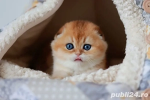 Pisici rasa SCOTTISH FOLD din felisa autorizată 