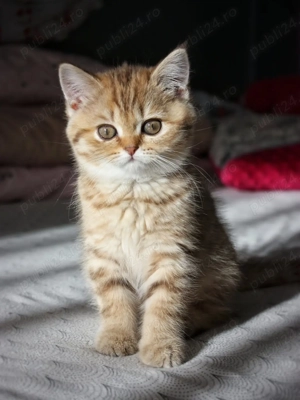 Pui British cu Par lung & par scurt - Felisa Autorizată  - imagine 2