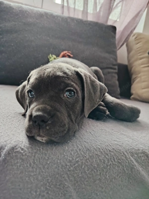 Cane corso blue 