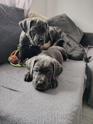 Cane corso blue 