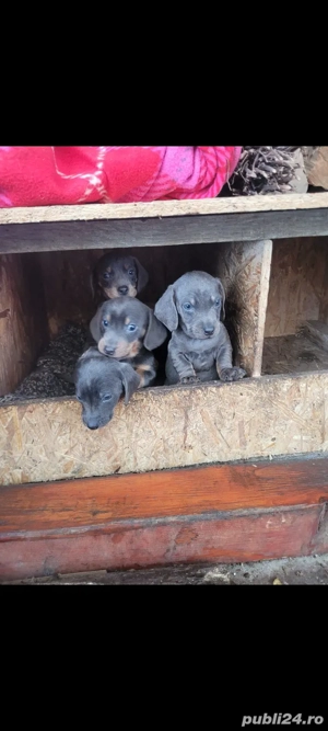 3 mascul si 1 femela teckel isi cauta casuta noua