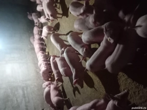 vand ce se vede - imagine 2