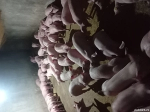 vand ce se vede - imagine 4