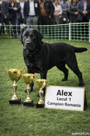 Labrador Retriever Multiplu Campion Romania - imagine 2