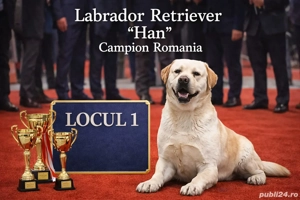Labrador Romania Campion 
