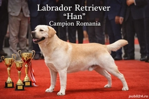 Labrador Romania Campion  - imagine 2