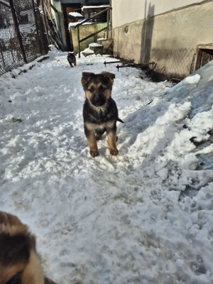 Pui ciobănesc german,născuți pe 20 octombrie,abia încărcați.Detin ambii părinți. - imagine 2