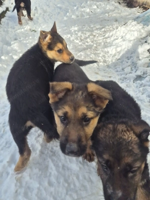 Pui ciobănesc german,născuți pe 20 octombrie,abia încărcați.Detin ambii părinți.