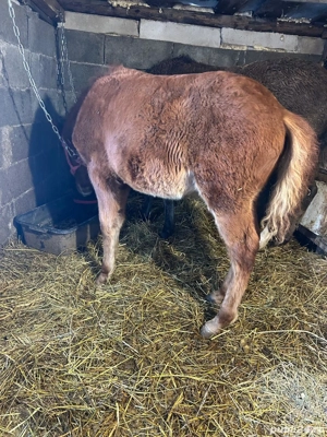 mânz de vanzare 4 luni