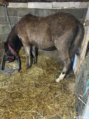 mânză 6 luni de vanzare