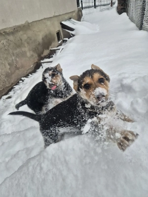 Pui ciobănesc german,născuți pe 20 octombrie,abia încărcați.Detin ambii părinți. - imagine 4