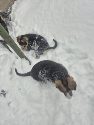 Pui ciobănesc german,născuți pe 20 octombrie,abia încărcați.Detin ambii părinți. - imagine 6