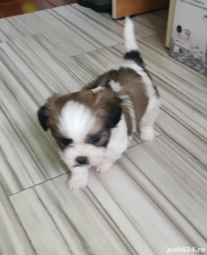shih tzu talie mica 
