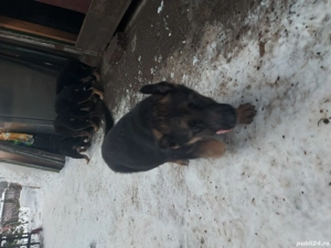 Ciobănesc german de vânzare 