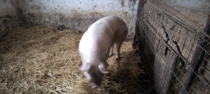 Vând porc de rasa de carne - imagine 2