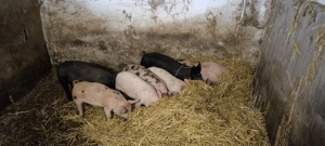 Vând porc de rasa de carne - imagine 4