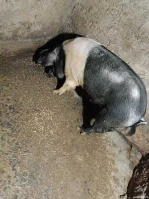 Vier de vânzare  - imagine 2