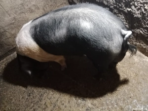 Vier de vânzare  - imagine 3