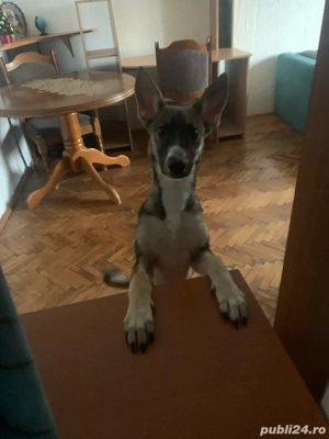 Dau spre adoptie cațelușă 