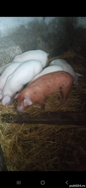 Vand purcei, comuna Oarja.