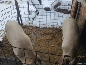 Vind 2 porci  - imagine 2