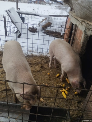 Vind 2 porci  - imagine 4