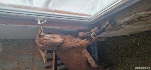 capra Alpina  - imagine 2