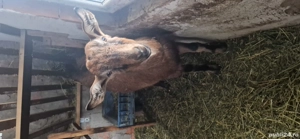 capra Alpina  - imagine 3