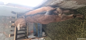 capra Alpina  - imagine 5