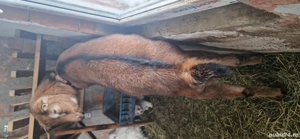 capra Alpina  - imagine 4