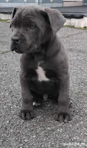 Băiețel Cane Corso Blue de vânzare 