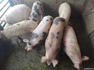 Vând soldani foarte frumosi 