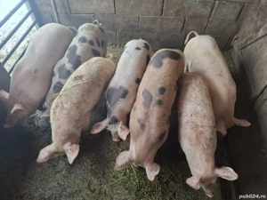 Vând soldani foarte frumosi  - imagine 2