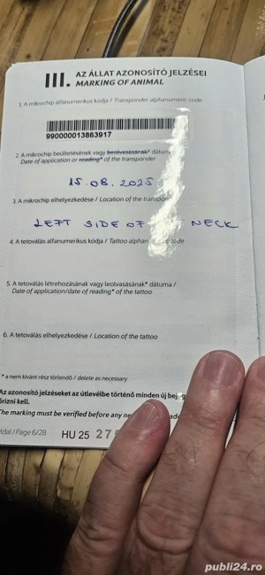 Vand Shih-tzu femela 6 luni - imagine 4