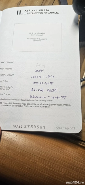 Vand Shih-tzu femela 6 luni - imagine 5