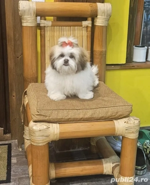 Vand Shih-tzu femela 6 luni - imagine 2