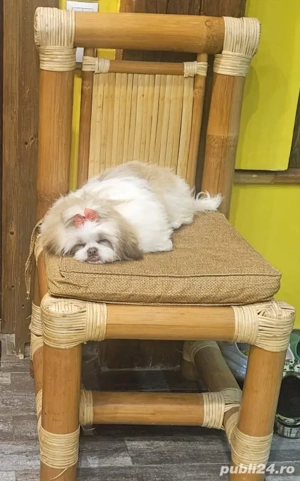 Vand Shih-tzu femela 6 luni