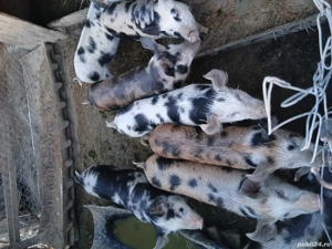 vand o pereche de purcei