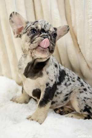 Bulldog Francez - Merle - posibilitate transport - buldog francez  - imagine 5