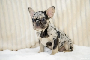 Bulldog Francez - Merle - posibilitate transport - buldog francez  - imagine 3