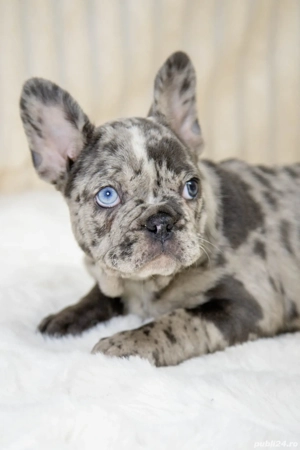 Bulldog Francez - Blue merle - posibilitate transport - buldog francez  - imagine 4
